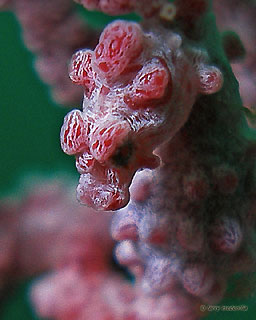 Larry Medenilla with his super-close-up of a Pygmy from Anilao, Philippines. After cleaning up with two prizes this season, Larry is now committed to the Open category for 2009