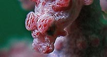 Pygmy's profile