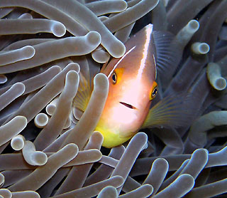 Anemonefish