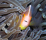 Anemonefish