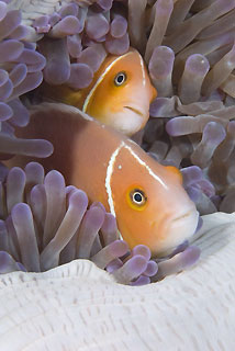 Pink Anemonefish