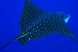 White-spotted Eagleray