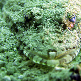 Crocodilefish