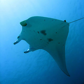 Manta Ray