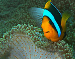 Anemonefish