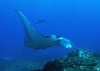 Manta Ray in Full Flight