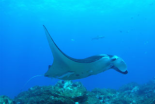 Manta at Cleaning Station