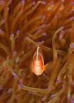 Pink Anemonefish