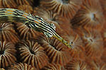 Pipefish