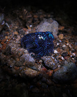 Bobtail Squid