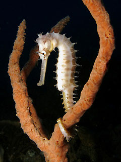 Seahorse