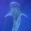 Whale Shark Descends