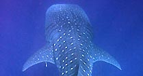 Whale Shark Descends