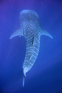 Whale Shark Descends