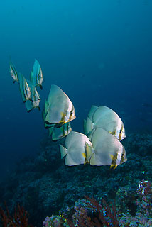 Batfish