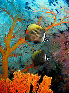 Butterfly fish