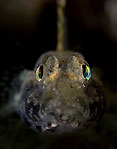 Goby