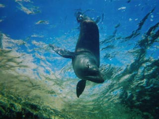 Seal in Albany