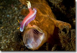 A Chromodoris bullock is cruising a Giant Frogfish, Lembeh Strait, Sulawesi, Indonesia