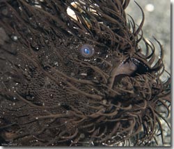 A black Hairy Frogfish, Lembeh Strait, Sulawesi, Indonesia