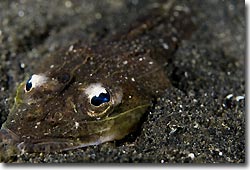 Japanese Flathead, Lembeh Strait, Sulawesi, Indonesia