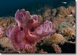 A Rhinopia nearby, Lembeh Strait, Sulawesi, Indonesia