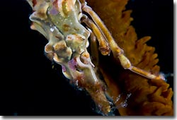 Xenocrab up-close, Lembeh Strait, Sulawesi, Indonesia