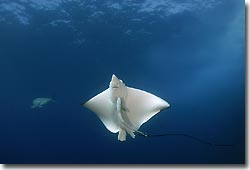 White-spotted Eagle Ray, Julian Rocks, Byron Bay, Australia