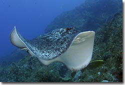 Marbled Ray, Julian Rocks, Byron Bay, Australia