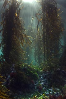 Kelp Forest