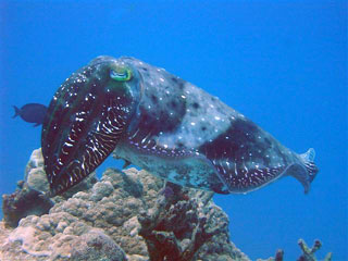 Cuttlefish