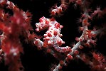 Pygmy Seahorse