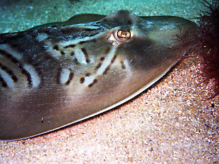 Fiddler Ray close