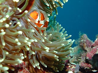 Clownfish