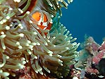 Clownfish