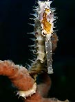 Dili Seahorse