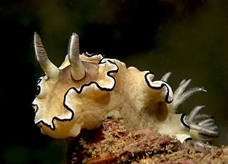 Nudi Posing