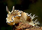 Nudi Posing