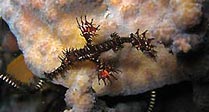 Ghostpipefish