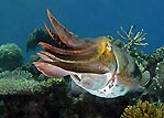 Cuttlefish