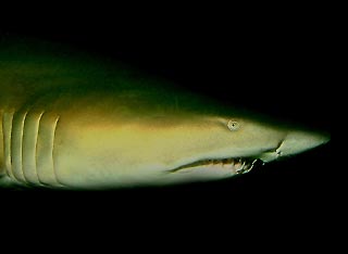 Grey Nurse Shark