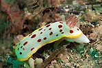 Splendid Chromodoris