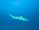 Leopard Shark