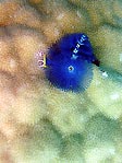 Xmas Tree Worms