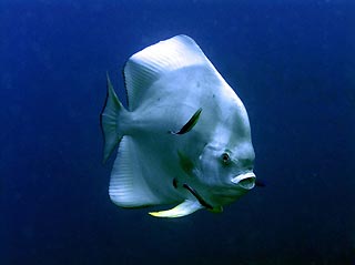 Albino Boer's Batfish