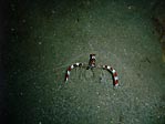 Banded Boxershrimp