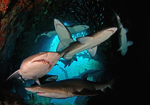 Grey Nurse Sharks in Fish Rock Cave