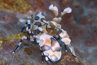 Harlequin Shrimp