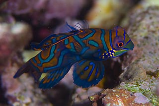 Mandarinfish