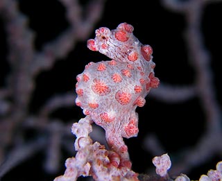 Tulamben Pygmy Seahorse